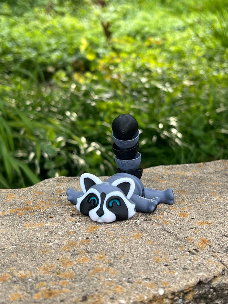 Raccoon