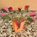 Venus Flytrap Chip Clip Plant