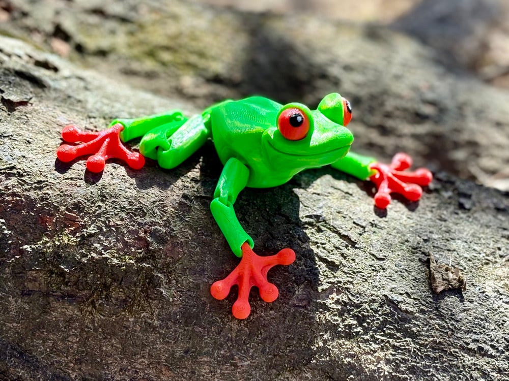 Red-Eyed Tree Frog