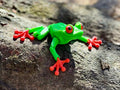 Red-Eyed Tree Frog